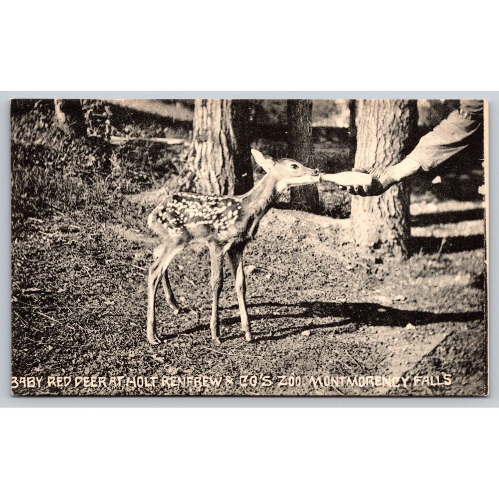 RPPC Postcard Canada Baby Red Deer Holt Renfrew Zoo Montmorency Falls c1910s